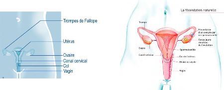 Je m'informe sur les kystes de l'ovaire | CENTRE AMP REIMS